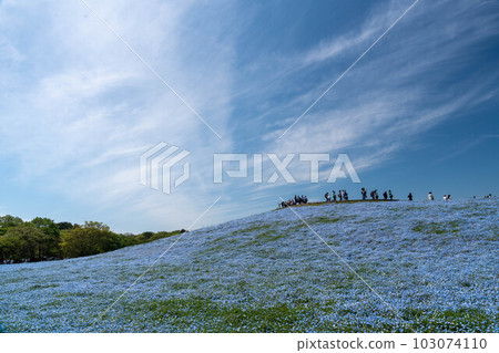 Beautiful scenery of blue sky and nemophila 103074110