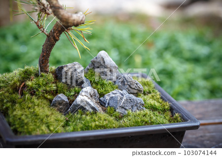 Moss bonsai Japanese style image 103074144