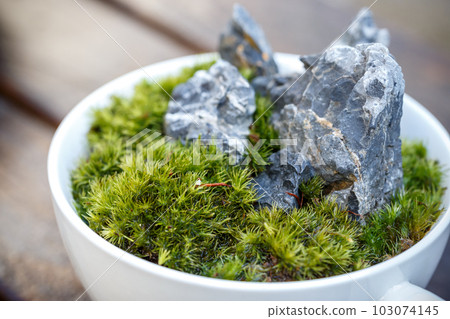 Moss bonsai Japanese style image 103074145