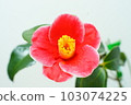 Tsubaki Tannoura 103074225