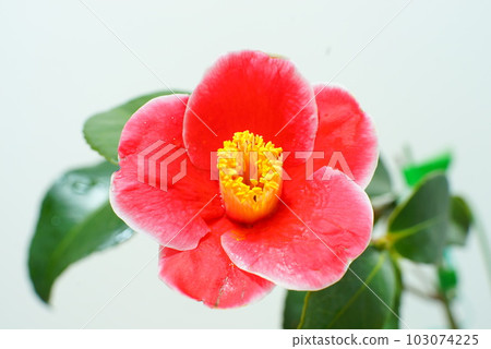 Tsubaki Tannoura 103074225