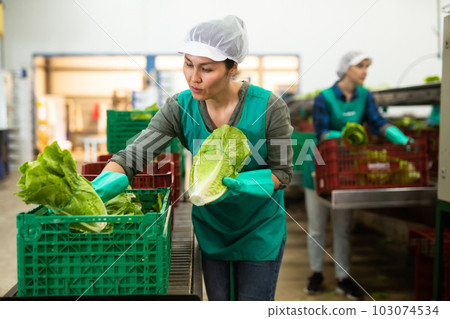 Woman in uniform during sorting lettuce at warehouse at vegetable factory Woman in uniform during sorting lettuce at warehouse at vegetable factory 103074534