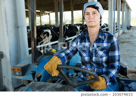 Adult female farmer is sitting in the car near cows Adult female farmer is sitting in the car near cows 103074633
