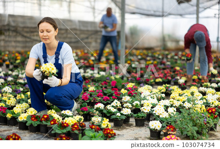 Female staff in overall of large greenhouse checks young primrose shoots. Female staff in overall of large greenhouse checks young primrose shoots. 103074734