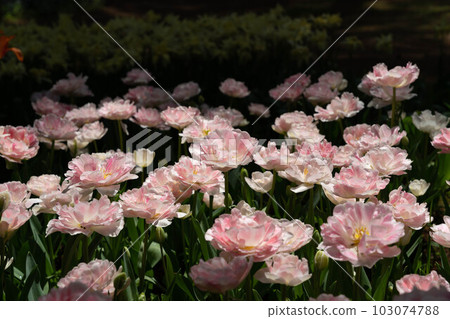 Beautiful angelique blooming in the shade Beautiful angelique blooming in the shade 103074788