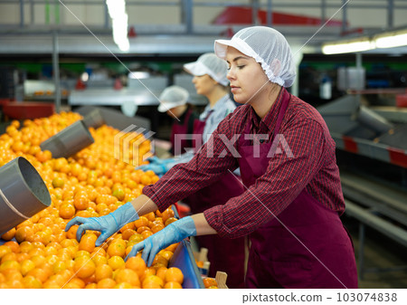 Young women sorts tangerines on a conveyor line. Fruit quality check. Young women sorts tangerines on a conveyor line. Fruit quality check. 103074838