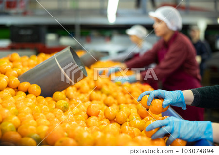 Manual selection and rejection of tangerines on conveyor line in packing plant. 103074894
