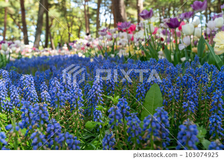 A lovely spring flowerbed blooming in the shade 103074925