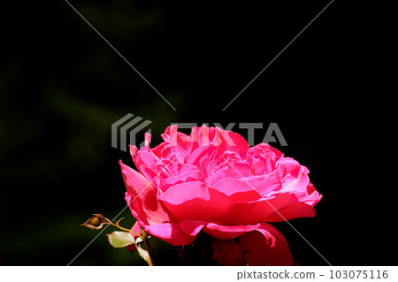 Many colorful roses that heal people's hearts 103075116