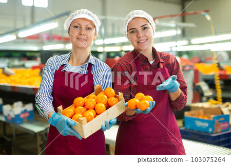 Two glad positive female employees hold a box of fresh ripe tangerines in their hands on citrus sorting line at warehouse. Two glad positive female employees hold a box of fresh ripe tangerines in their hands on citrus sorting line at warehouse. 103075264