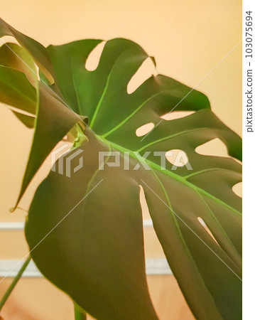 Monstera leaf close-up on a yellow background, vertical Monstera leaf close-up on a yellow background, vertical 103075694