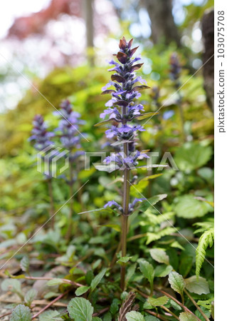 Kiranso Seiyou Juunihitoe Ajuga 103075708