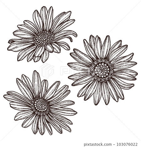 Margaret's hand-drawn line art (flower line drawing) Margaret's hand-drawn line art (flower line drawing) 103076022