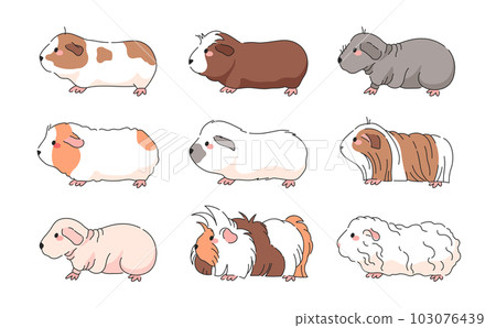 Vector Guinea Pig Breeds Collection - Isolated set of american, crested, skinny, himalayan, merino, silky, teddy, sheba guinea pigs. Vector Guinea Pig Breeds Collection - Isolated set of american, crested, skinny, himalayan, merino, silky, teddy, sheba guinea pigs. 103076439