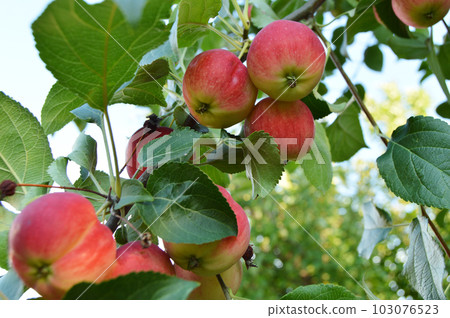 Red ripe apples hanging on a branch of Apple trees against the sky in the garden 103076523