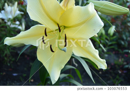 Yellow Royal Lily grows in the garden on a Sunny summer day Yellow Royal Lily grows in the garden on a Sunny summer day 103076553