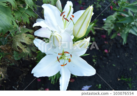 White Royal Lily blossomed in the garden on a Sunny summer day White Royal Lily blossomed in the garden on a Sunny summer day 103076554