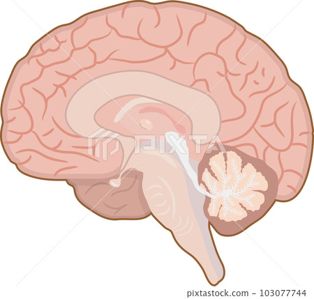 brain  103077744