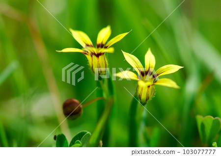 Niwazekisho 的黃色花朵 103077777