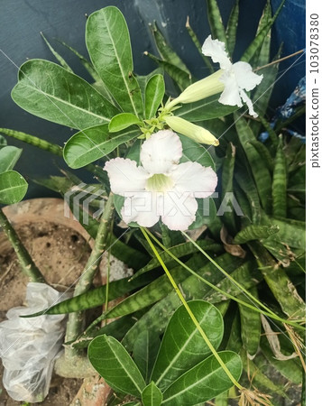 Close up of sabi star plant Close up of sabi star plant 103078380
