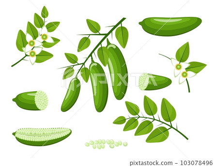 Finger lime cartoon vector illustration 103078496