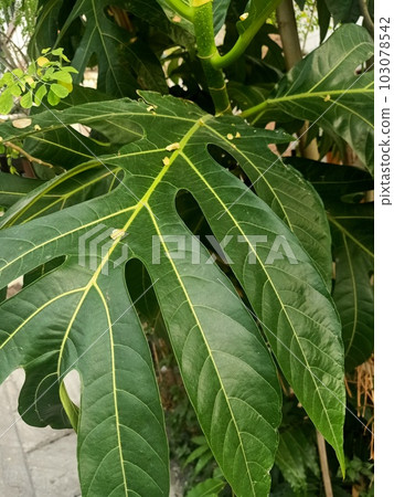 Close up of sukun plant  103078542