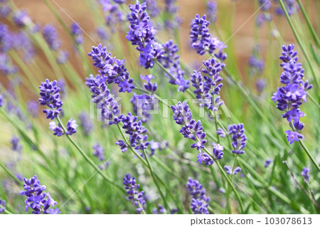 English lavender English lavender 103078613