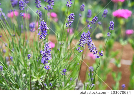 英國薰衣草 103078684