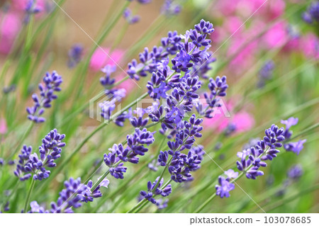 English lavender 103078685