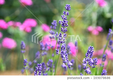 英國薰衣草 103078686