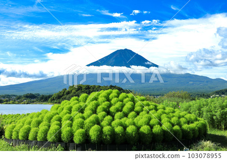 從清爽的河口湖大石公園湖畔眺望鮮綠地膚和富士山 從清爽的河口湖大石公園湖畔眺望鮮綠地膚和富士山 103078955