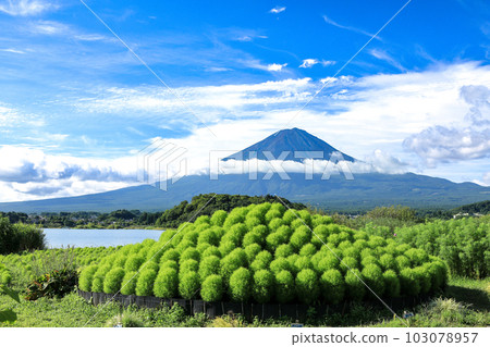 從清爽的河口湖大石公園湖畔眺望鮮綠地膚和富士山 從清爽的河口湖大石公園湖畔眺望鮮綠地膚和富士山 103078957