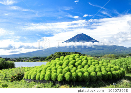 從清爽的河口湖大石公園湖畔眺望鮮綠地膚和富士山 從清爽的河口湖大石公園湖畔眺望鮮綠地膚和富士山 103078958