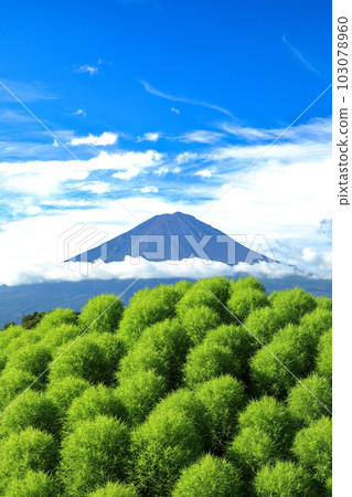 從清爽的河口湖大石公園湖畔眺望鮮綠地膚和富士山 從清爽的河口湖大石公園湖畔眺望鮮綠地膚和富士山 103078960