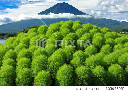 從清爽的河口湖大石公園湖畔眺望鮮綠地膚和富士山 從清爽的河口湖大石公園湖畔眺望鮮綠地膚和富士山 103078961