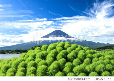 從清爽的河口湖大石公園湖畔眺望鮮綠地膚和富士山 從清爽的河口湖大石公園湖畔眺望鮮綠地膚和富士山 103078962