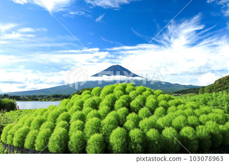 View of fresh green kochia and Mt.Fuji from the lakeside of refreshing Kawaguchiko Oishi Park View of fresh green kochia and Mt.Fuji from the lakeside of refreshing Kawaguchiko Oishi Park 103078963
