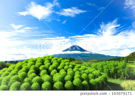View of fresh green kochia and Mt. Fuji from the walking path of Kawaguchiko Oishi Park 103079171