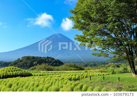 從河口湖大石公園步道眺望鮮綠地膚和富士山 103079173