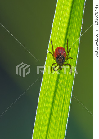 Close-up of red tick on nettle leaf. Ixodes ricinus. Urtica dioica. Dangerous infectious parasite on green plant. Carrier of encephalitis and borreliosis infections 103079448