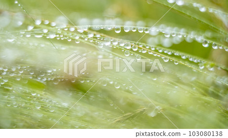 雨季雨滴在野花上的形象 103080138