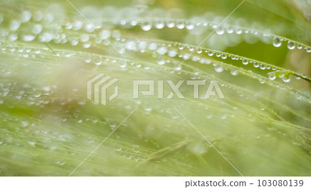Image of the rainy season Raindrops on wildflowers 103080139