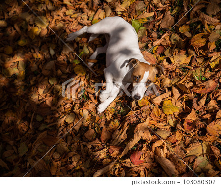 Dog jack russell terrier lies in the fallen leaves on a walk in the autumn park. View from above. Dog jack russell terrier lies in the fallen leaves on a walk in the autumn park. View from above. 103080302