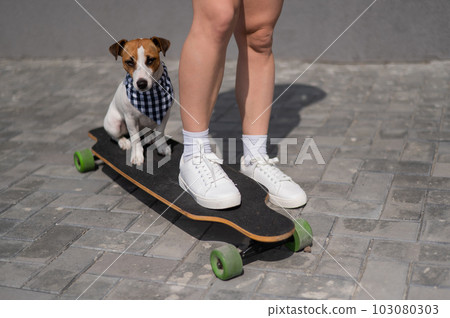 Caucasian woman riding a longboard along with dog jack russell terrier. Caucasian woman riding a longboard along with dog jack russell terrier. 103080303