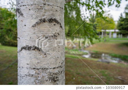 white birch tree hokkaido 103080917