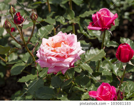 Beautiful pink rose "Princess Chichibu" Beautiful pink rose "Princess Chichibu" 103081183