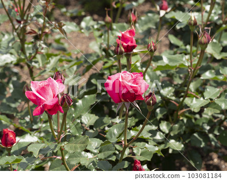 Beautiful pink rose "Princess Chichibu" Beautiful pink rose "Princess Chichibu" 103081184