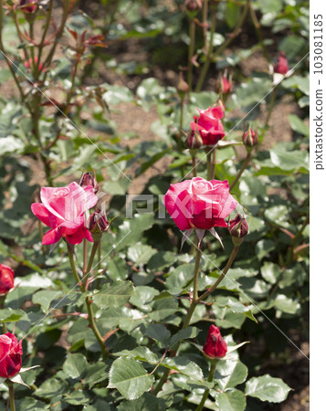 Beautiful pink rose "Princess Chichibu" 103081185