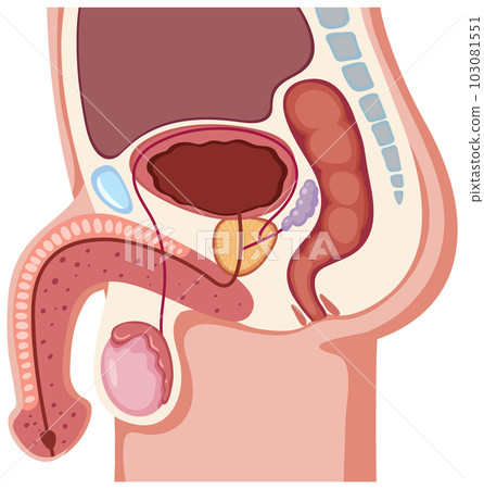 Anatomy of the Male Reproductive System 103081551