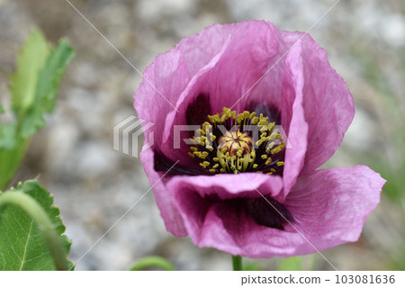 Wild poppy (Setigerum species) blooming in the field 103081636